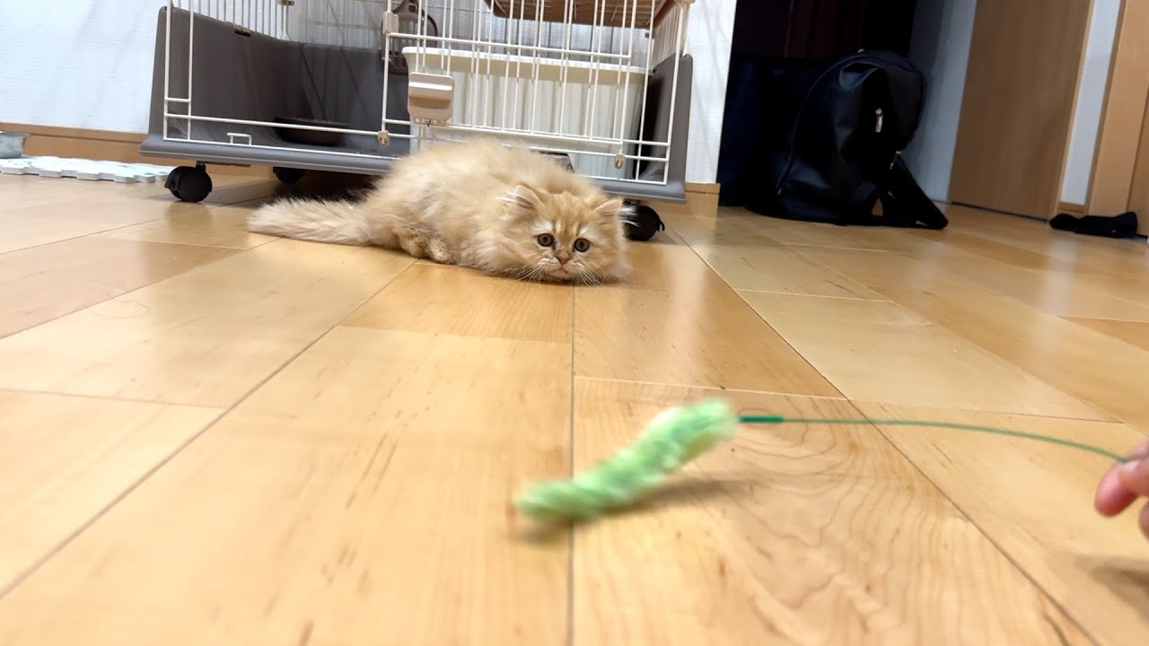 （超可愛い）エキゾチックロングヘアーとスコティッシュフォールドの子猫を紹介します！