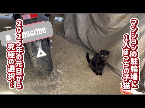 【保護猫】マンションの駐輪場に1人ぼっちの子猫…　　2025年新春特別編#1