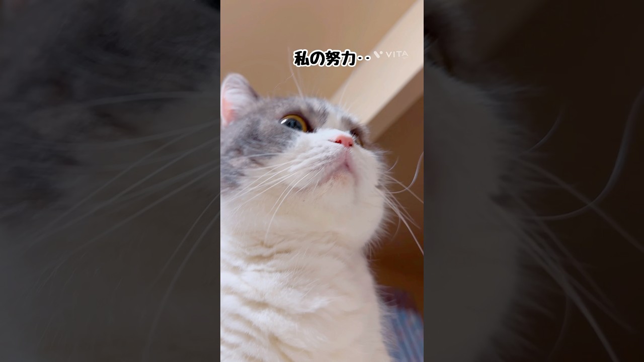 【努力家のスコティッシュ】#猫 #猫のいる暮らし #スコティッシュフォールド #shorts