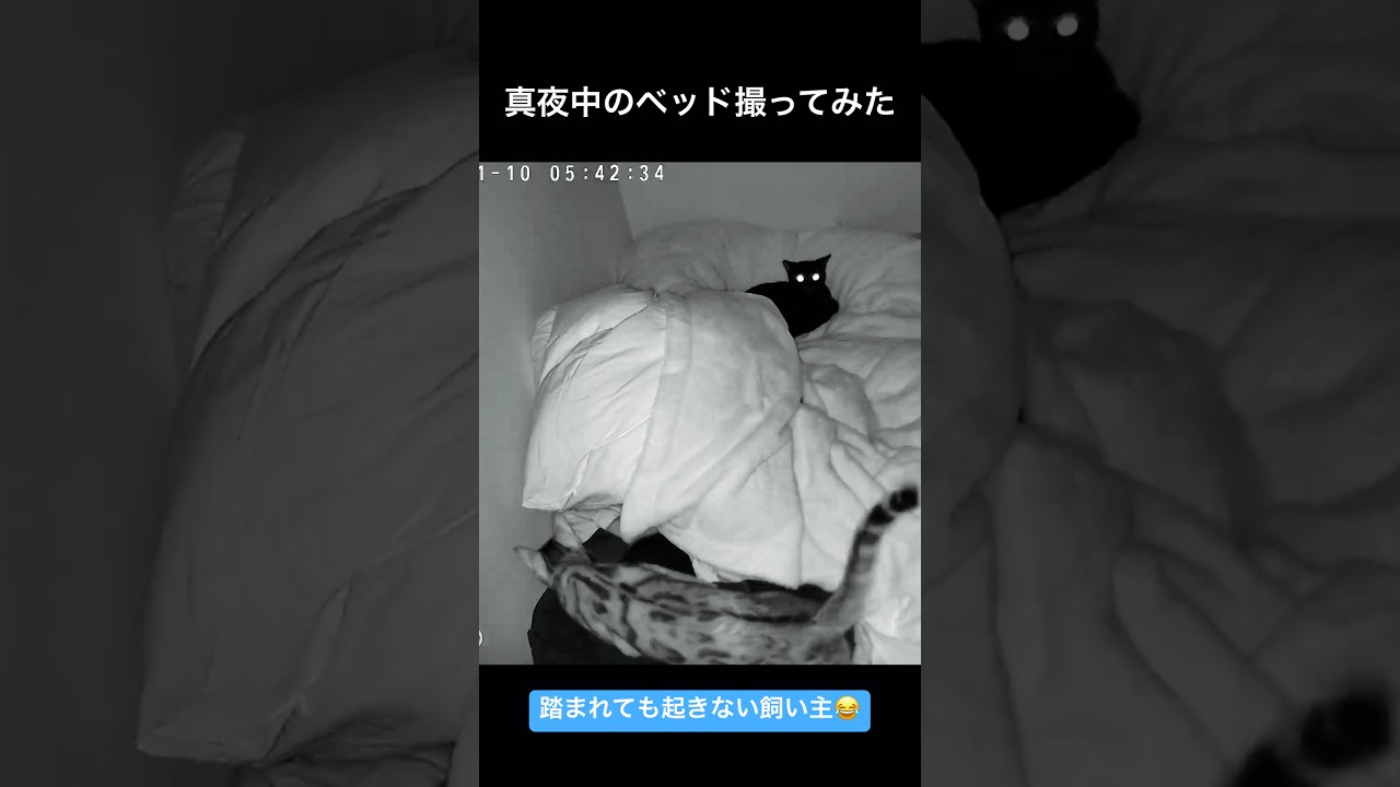 【ベンガル猫】人間は体の上に猫が乗っても爆睡できるらしい【黒猫】 #shorts
