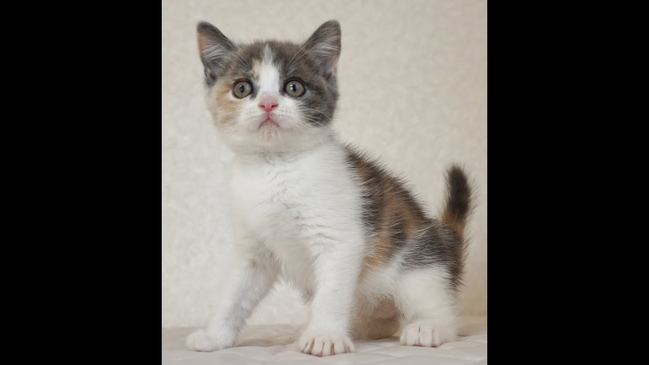 ブリティッシュショートヘアー子猫　British Shorthair　2024.11.11産まれ　ダイリュートキャリコ　パステル三毛　洋三毛猫　女の子　シーダキャット猫のお店