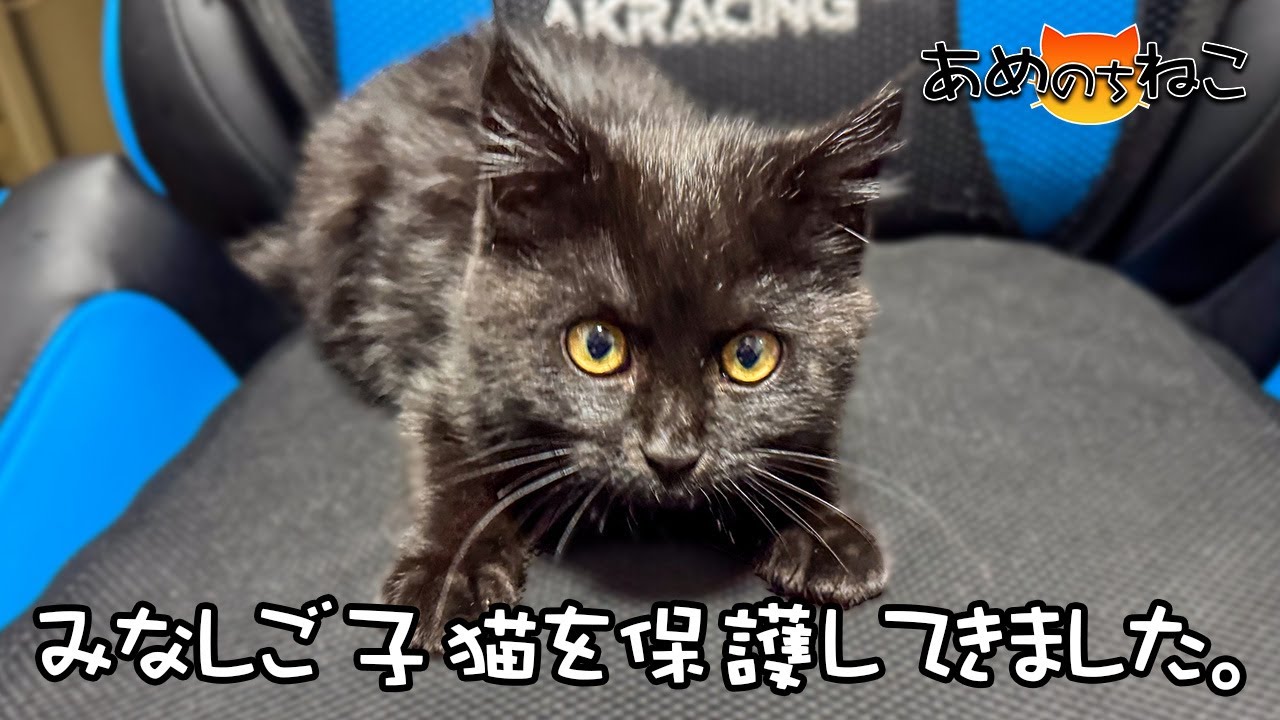寒空に凍えていたみなしご子猫を保護してきました。