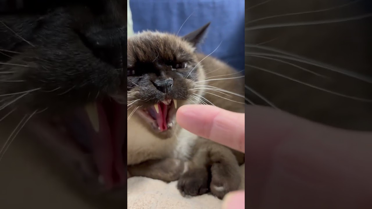 激怒💢メメちゃん#シャム猫ミックス