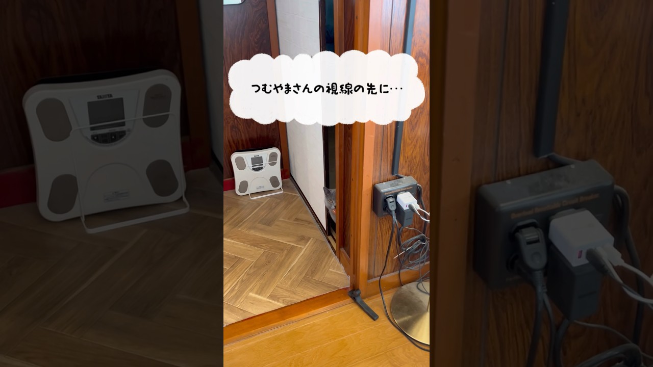すごい敵が現れたつむやま〜【シャルトリューつむやまのなんなんだアイツは日記】 #cat #シャルトリュー #猫のいる暮らし #tp-link#ネコ  #ねこ #お掃除ロボット #tapo
