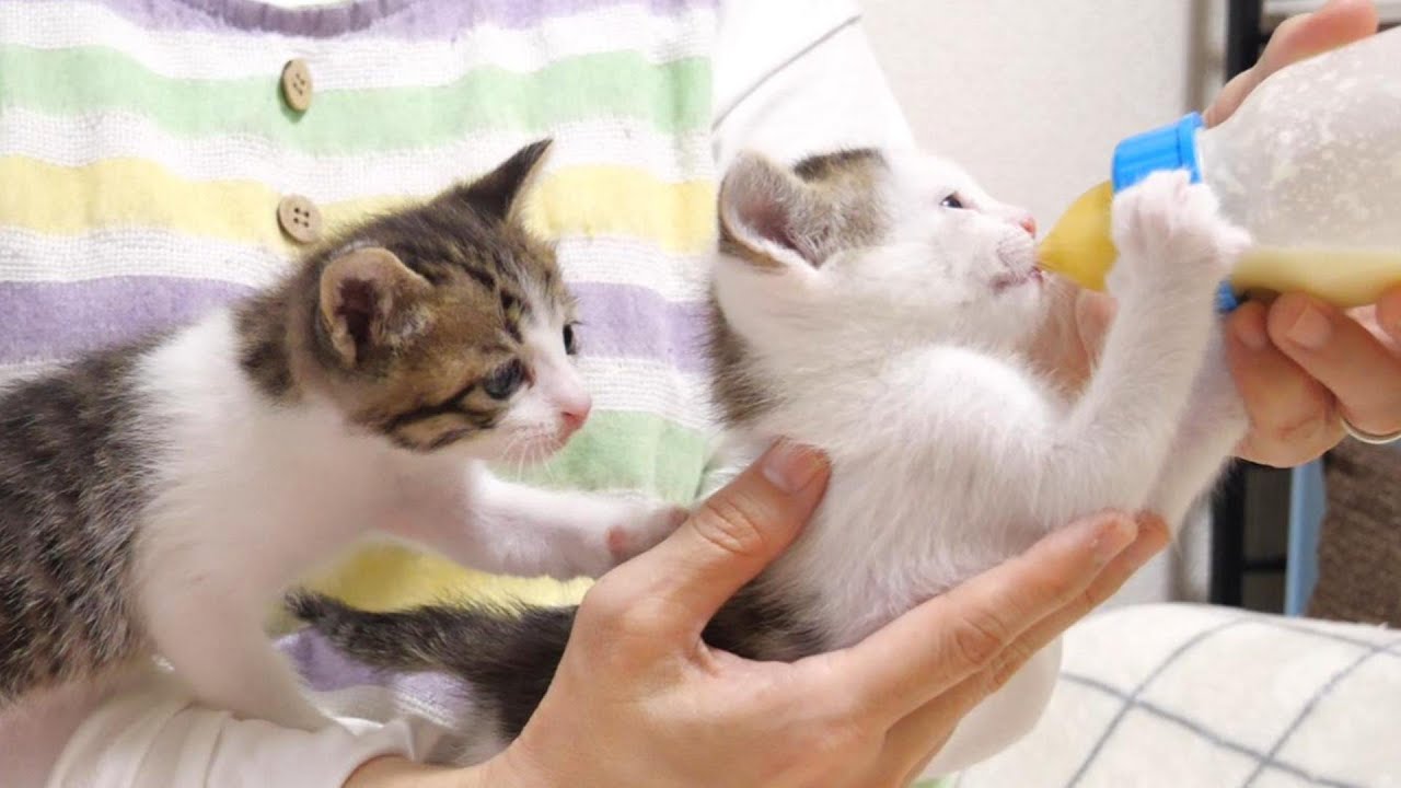 乱入してくる子猫、君はもう飲んだでしょうが【赤ちゃん猫　保護猫】
