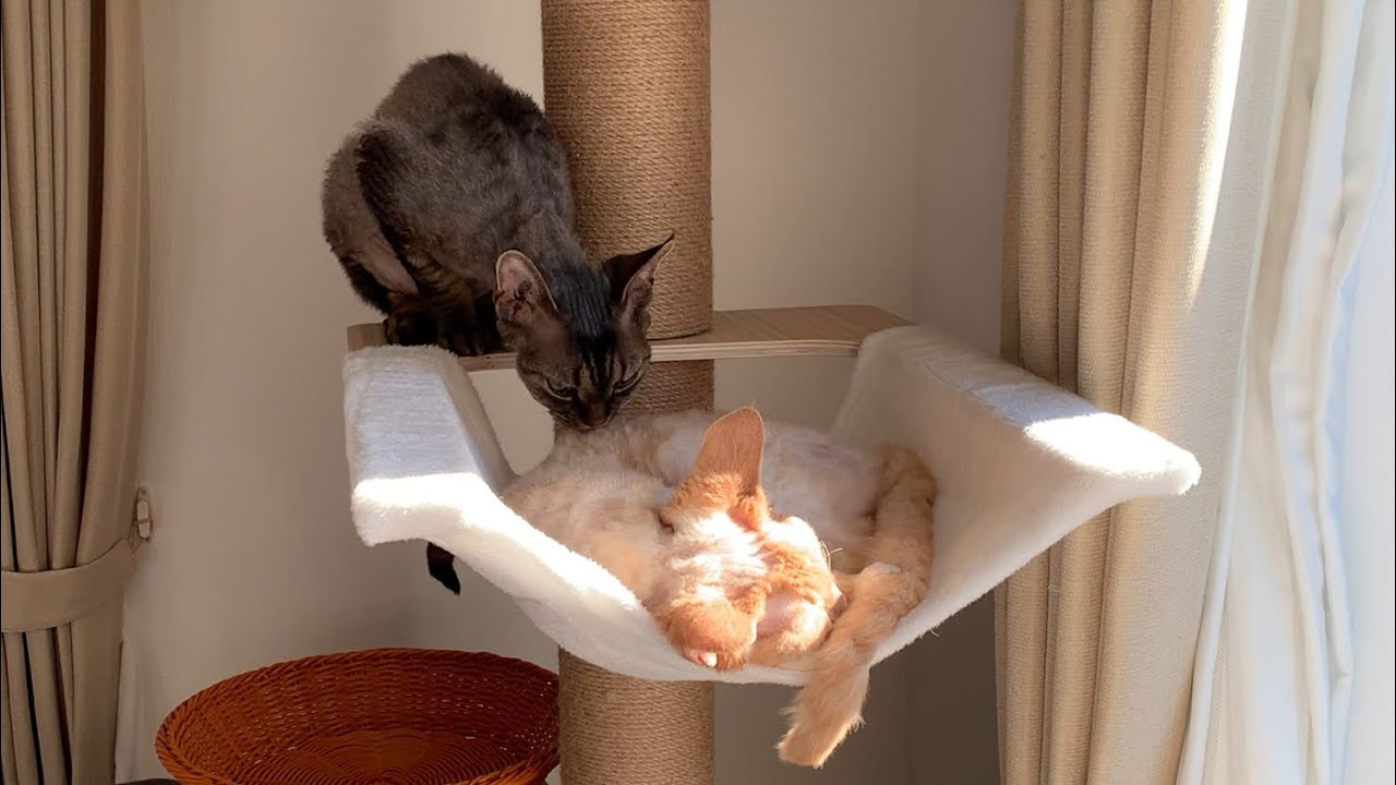 デボンレックス弟はお兄ちゃんに構って欲しくて仕方ありません(Devon rex cat wants to play with his brother)