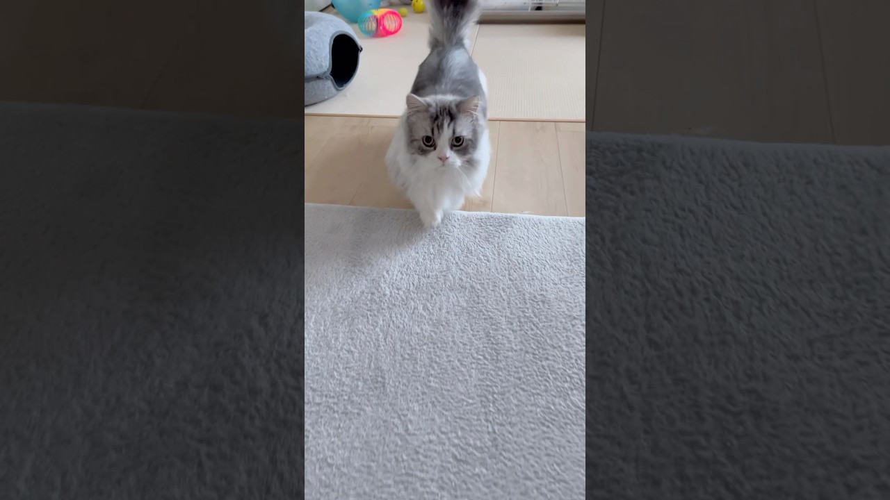 今朝の様子。ついてきた！😍 #猫  #ねこ #マンチカン #短足マンチカン