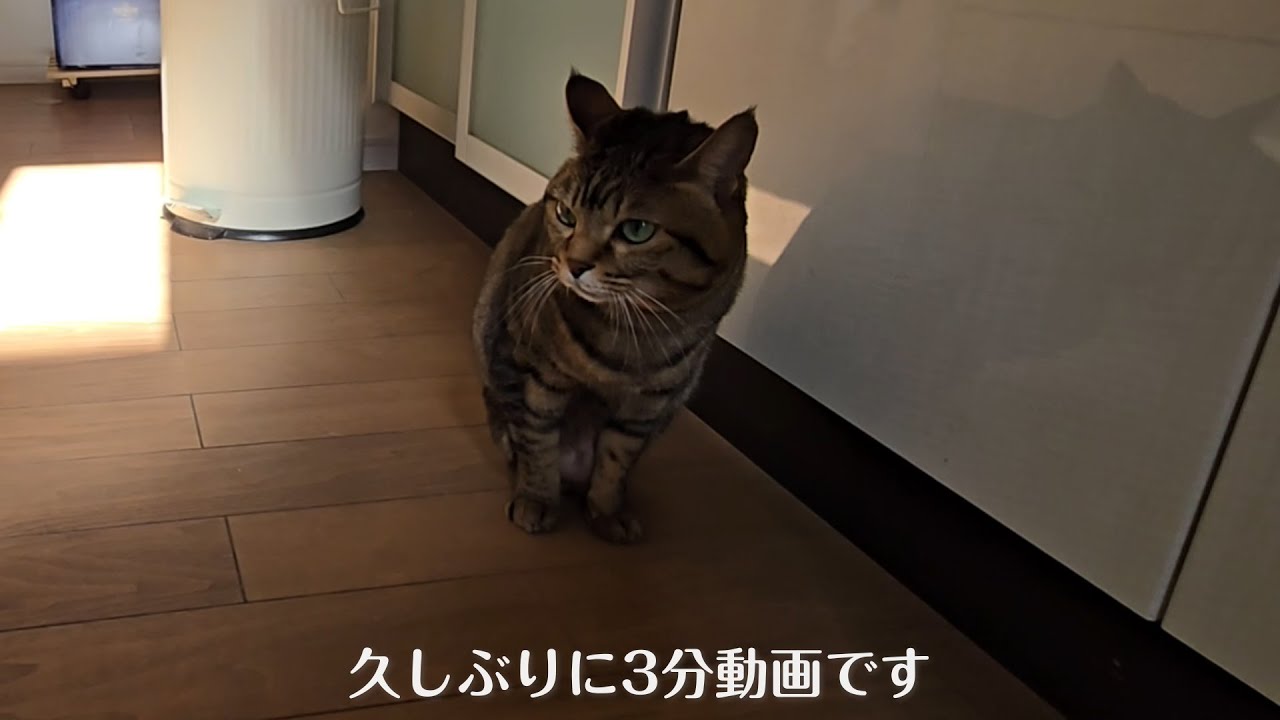 No.1118　あいちゃんと、きゅうが・・・【二本足の癒し猫 あいちゃん】