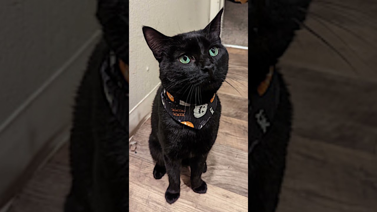 🐈 Meet Nugget! 🐾