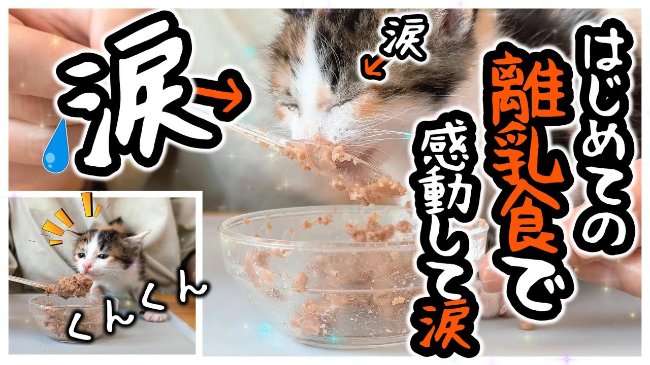 【子猫はじめての離乳食】感動しすぎて震えながら涙を流して泣く！「テクテクテクテク」かわいさに萌えろ！【保護猫生活23日目】