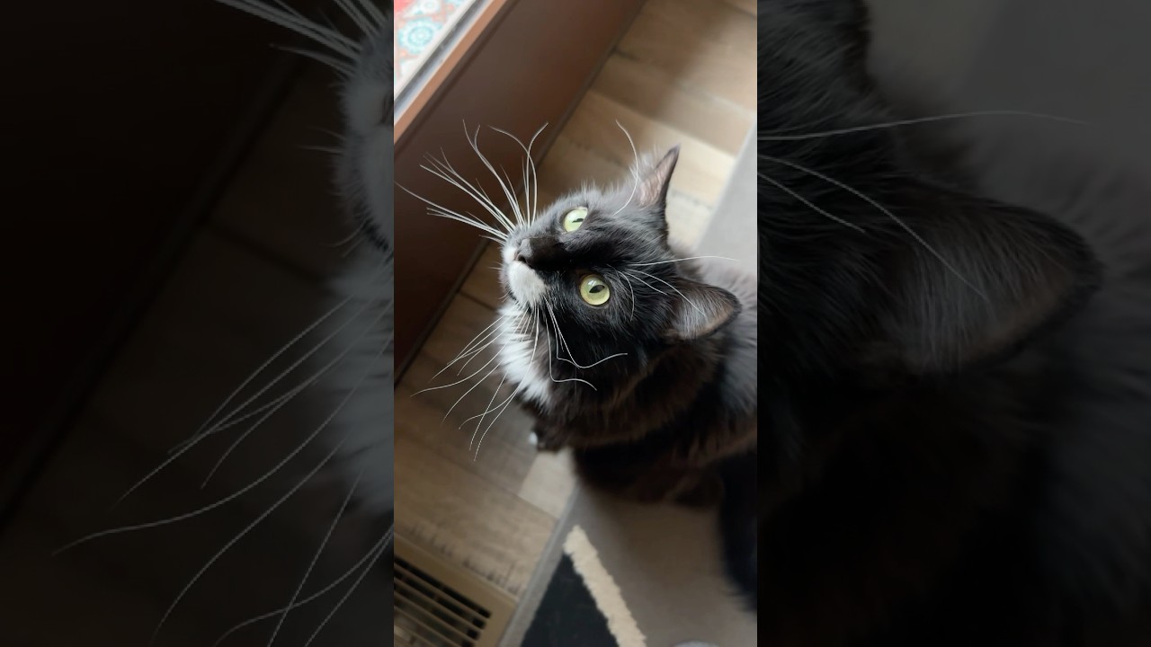 Tuxedo cat decides it’s too cold
