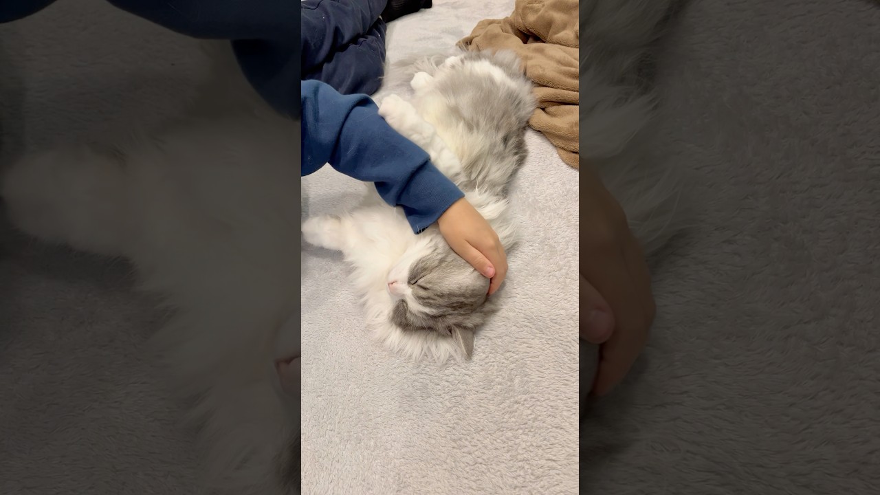 甘えん坊大吉の癒しの時間🥹 #猫  #ねこ #マンチカン #短足マンチカン