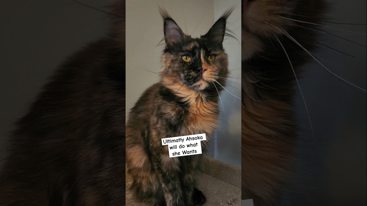 Training Ahsoka: A Behind-the-Scenes Look at Maine Coon Cat Training