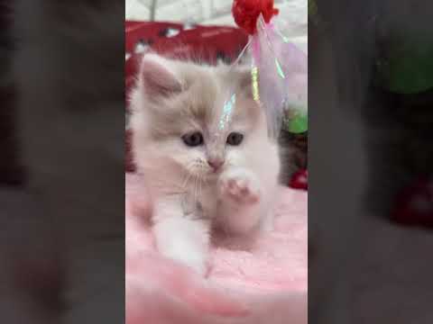 スコティッシュフォールド 🩷クリクリお目めがチャームポイント🩷 クリームタビー&ホワイト（長毛）