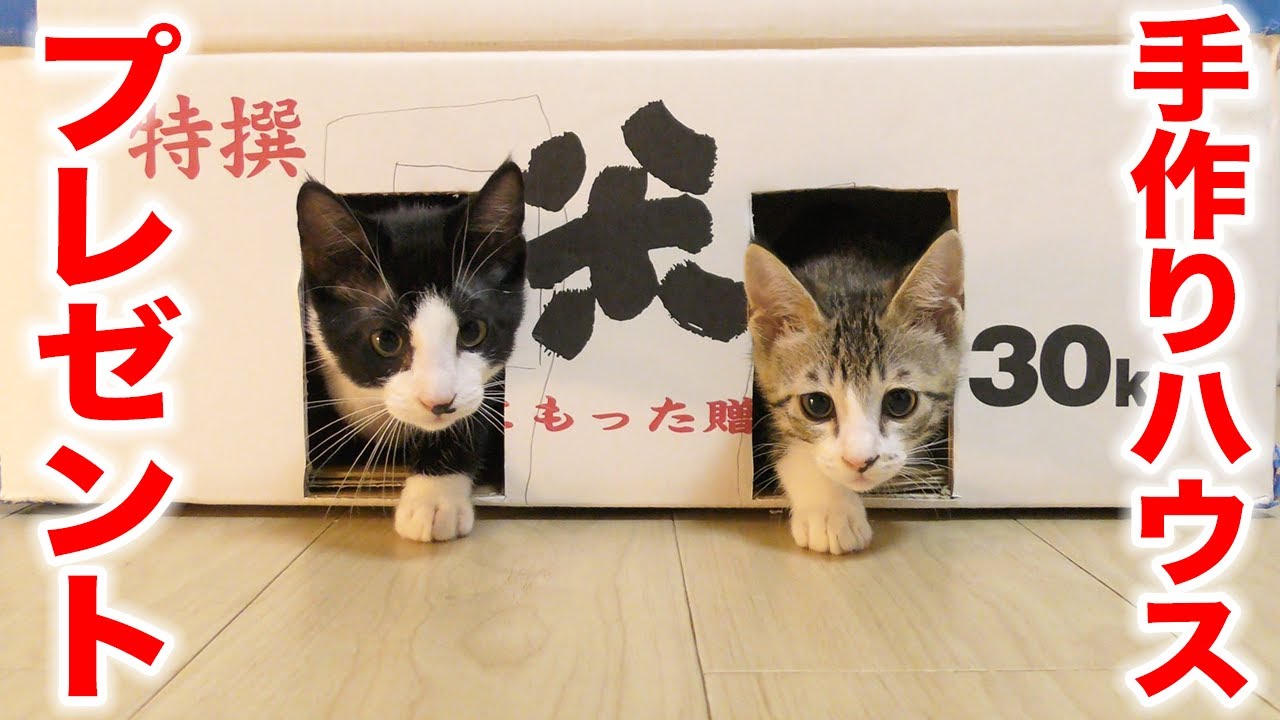 次男が手作りの家を作ってあげたら子猫たちが気に入りすぎてこうなっちゃいました...笑