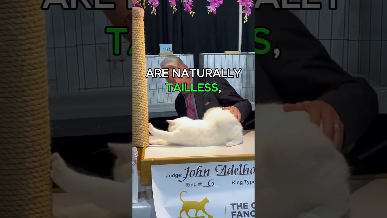Story of a Cat's Tail #cattail #manxcat #notail #catbody #catfacts #skeleton #fluffytail #shortscat