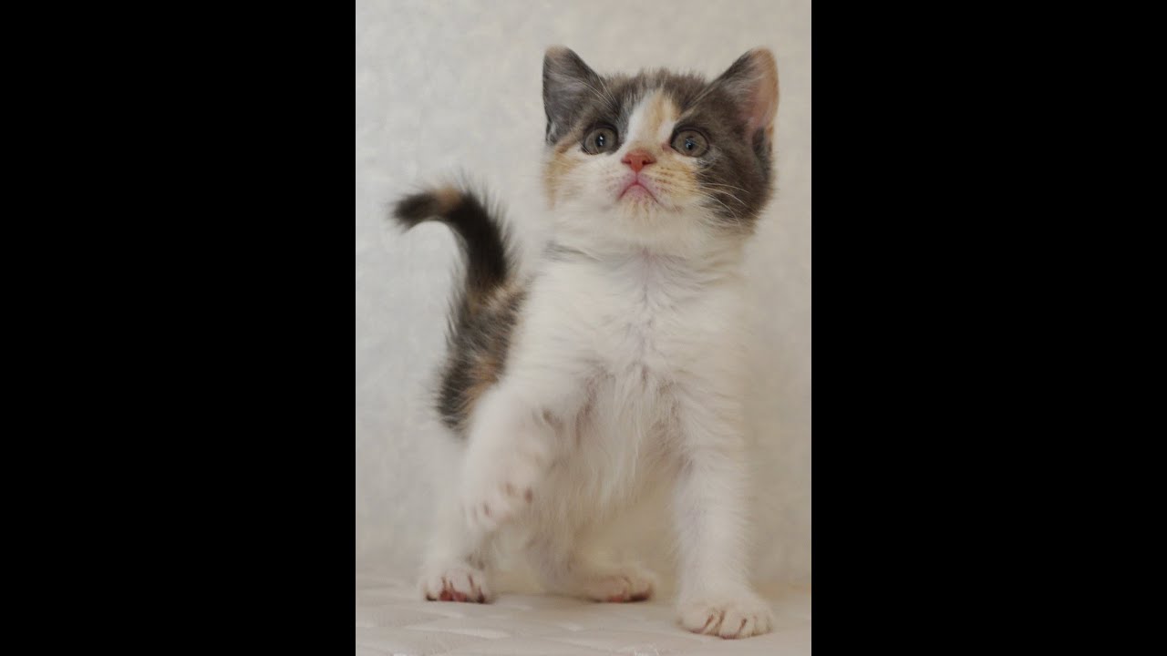 ブリティッシュショートヘアー子猫　British Shorthair　2024.11.11産まれ　ダイリュートキャリコ　パステル三毛　洋三毛猫　女の子　シーダキャット猫のお店