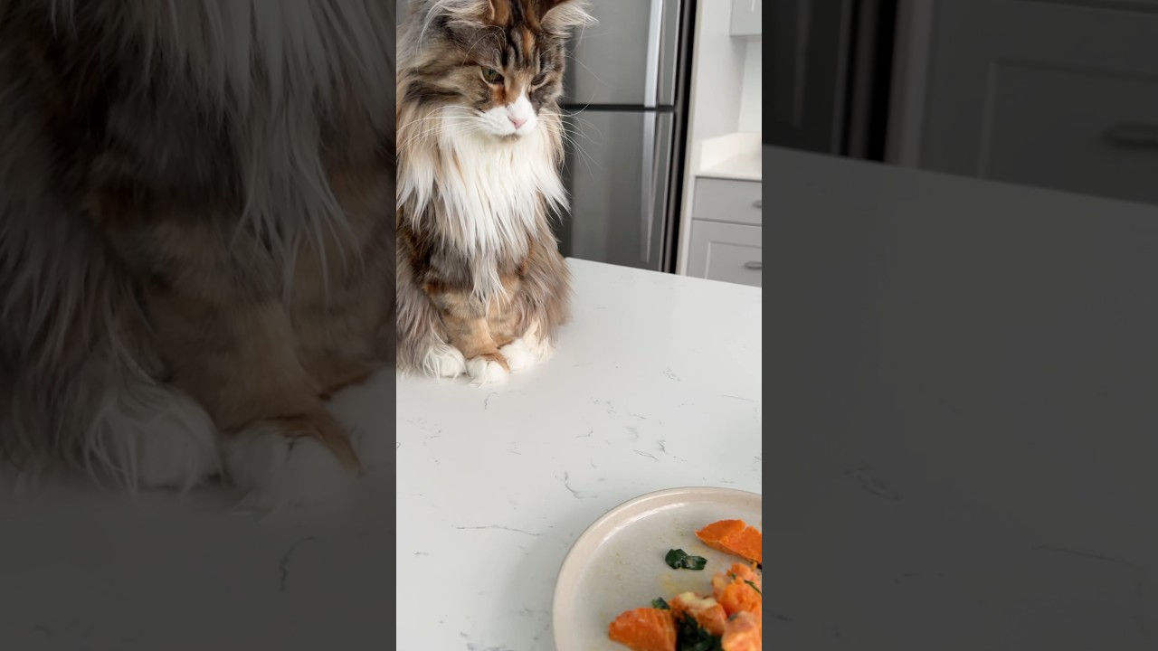 Maine Coon Cat Waits For Food