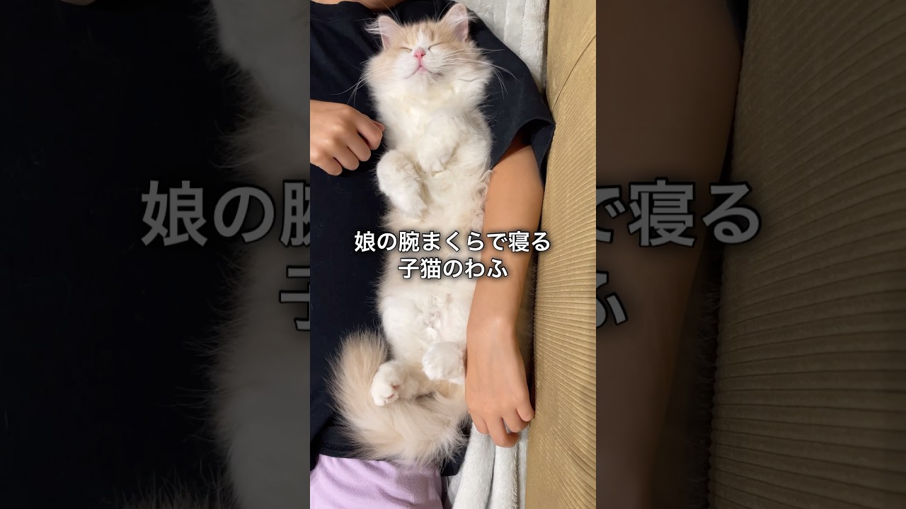 撮ってるの猫にバレた #子猫 #スコテッシュフォールド
