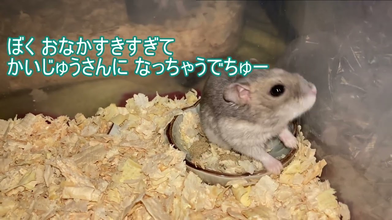【ハムスター】お皿の上で ごはんを 食べる まりんちゃん～ジャンガリアンハムスター～