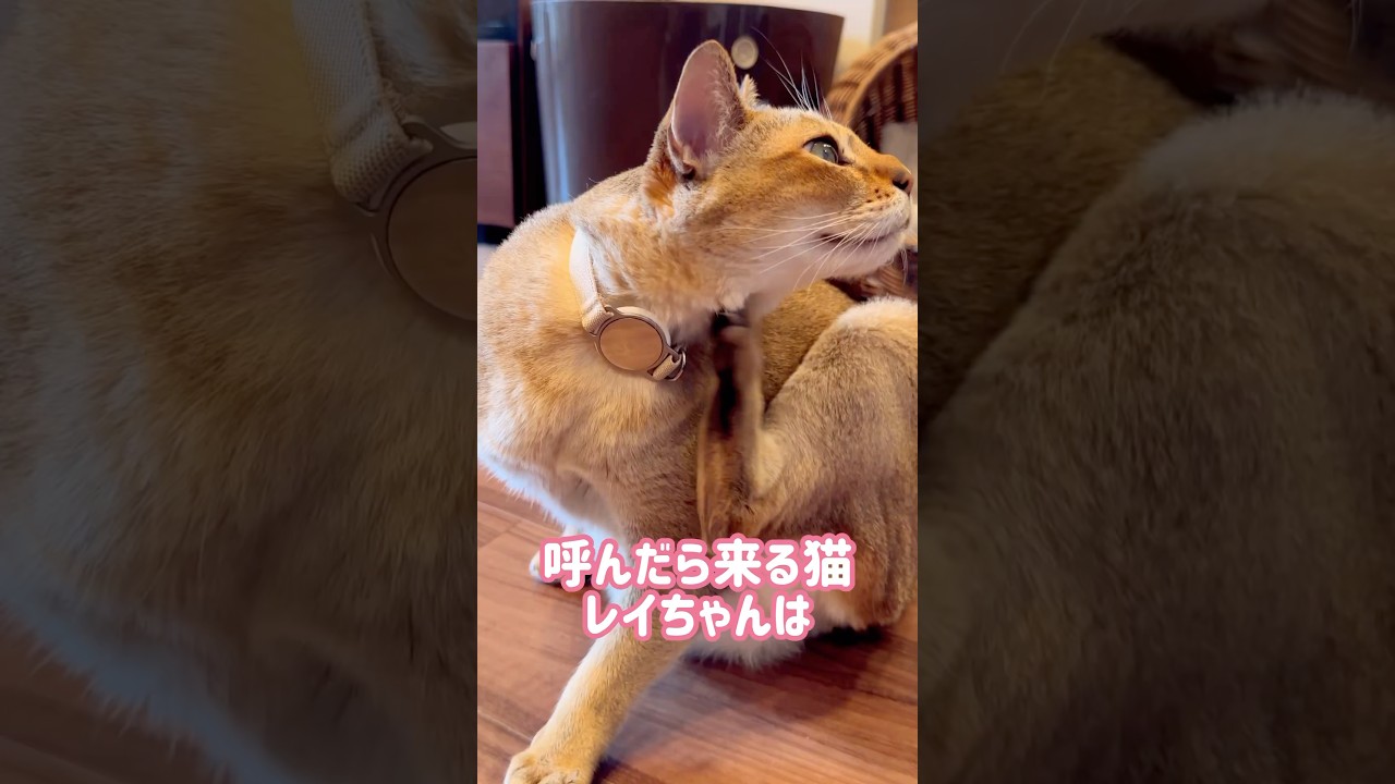 牛乳を飲みにくるレイちゃん #シンガプーラ #cat #shorts