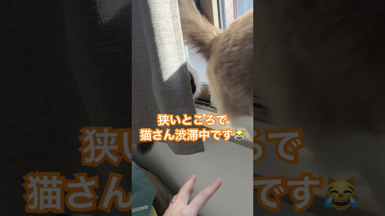 猫さん渋滞中 #ragdolls #cats #trafficjam #shorts #ラグドール #猫のいる暮らし #猫渋滞 #ショート