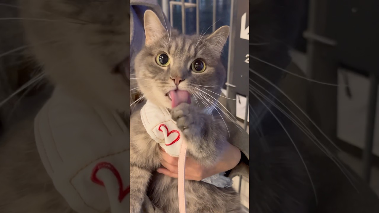 お外でおててをパタパタさせる短足猫が可愛すぎた...#shorts #猫 #マンチカン
