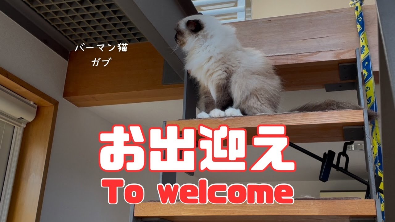 バーマン猫ガブ【お出迎え】To welcome（バーマン猫）Birman/Cat