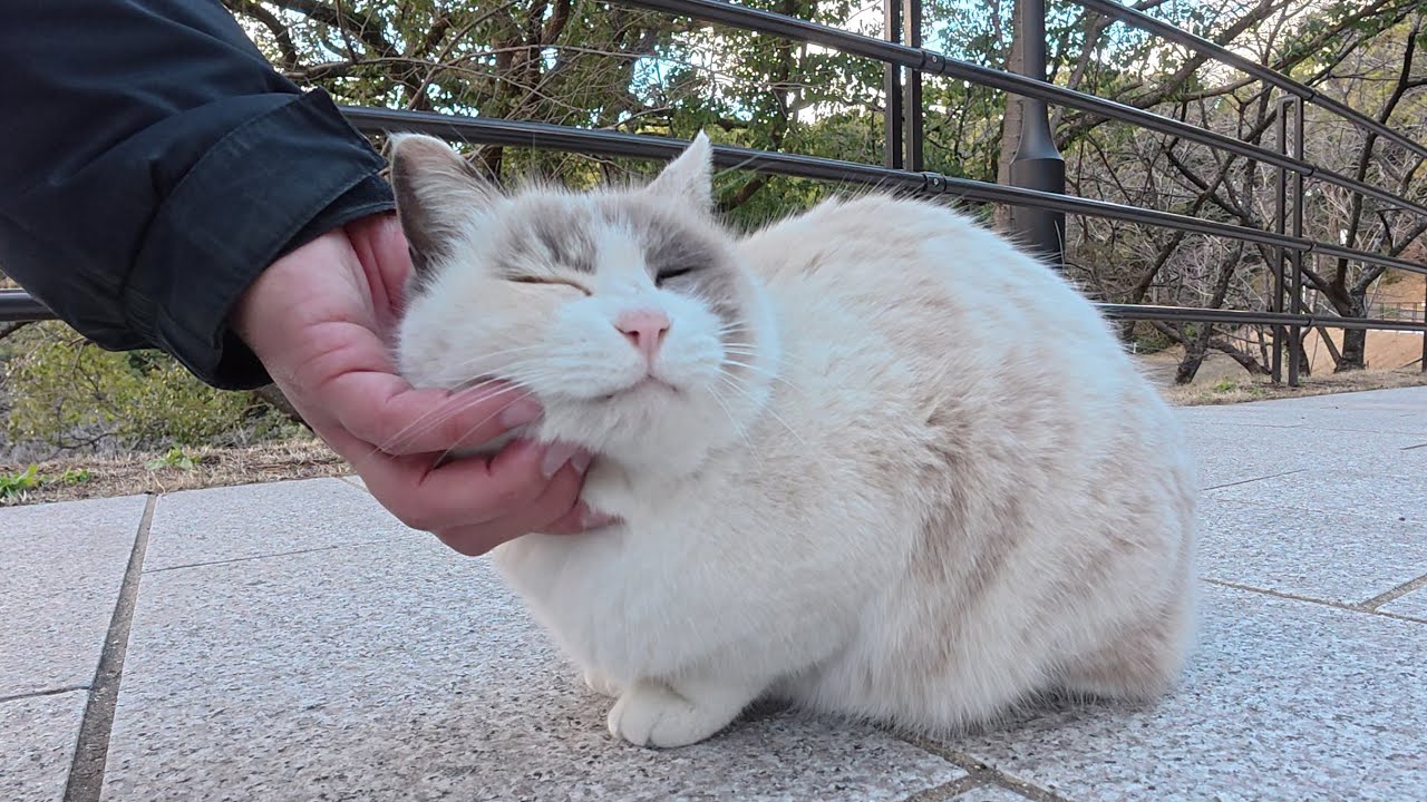 ラグドールみたいな猫と黒猫が夕方の公園で散歩する