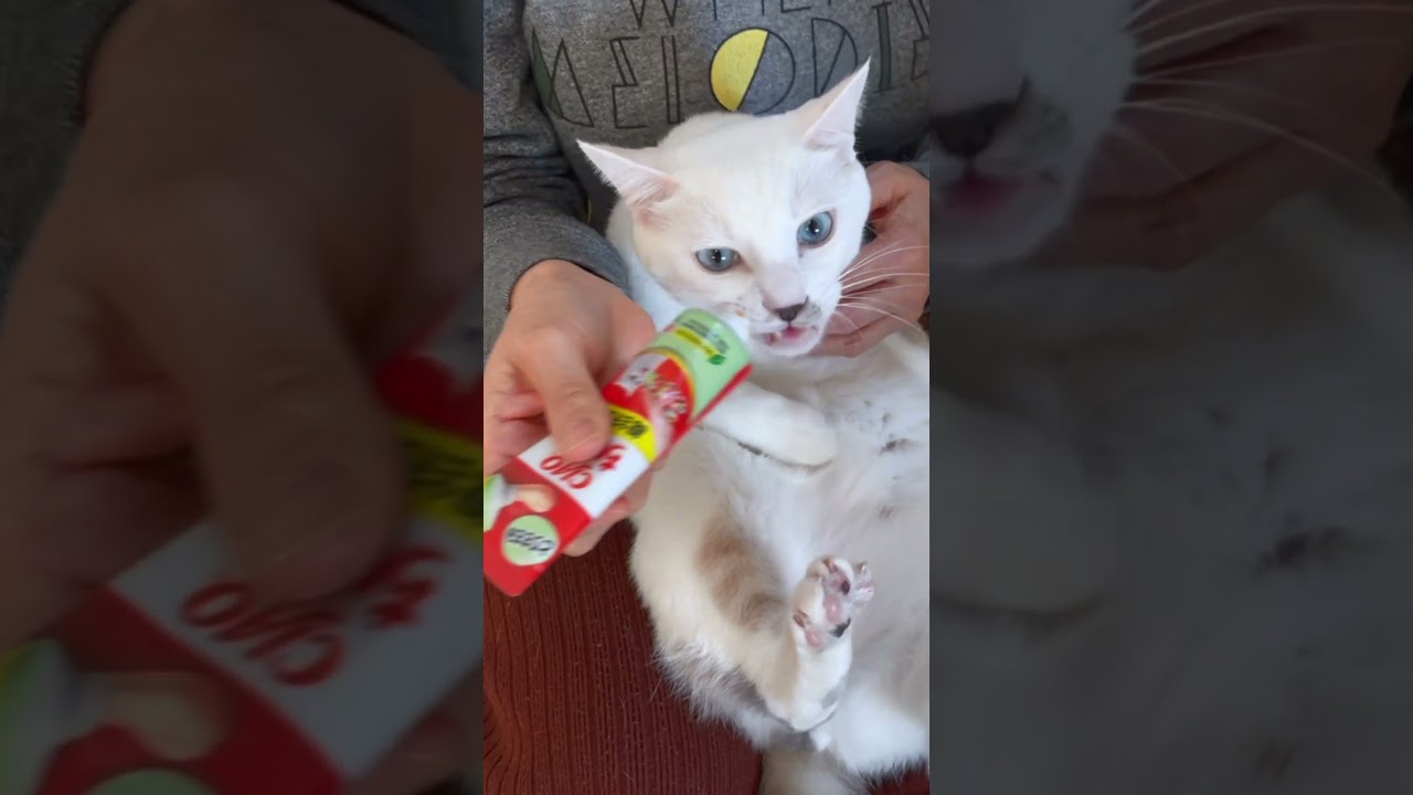ご飯が欲しくてママの側を離れない子猫が可愛い