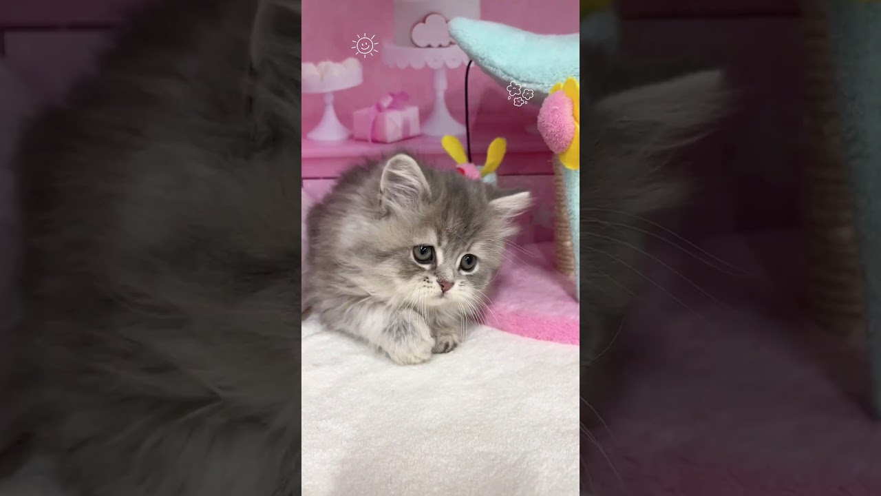 【ご家族様募集中】長足ミヌエット女の子♡ #cat #かわいい子猫 #kitten #子猫 #cute #子猫ブリーダー #長足マンチカン #短足ミヌエット