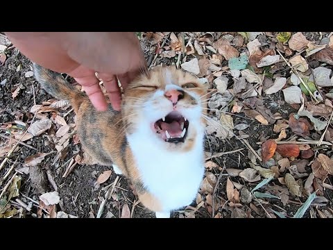 寒くても娘猫のおかげで笑いが絶えません