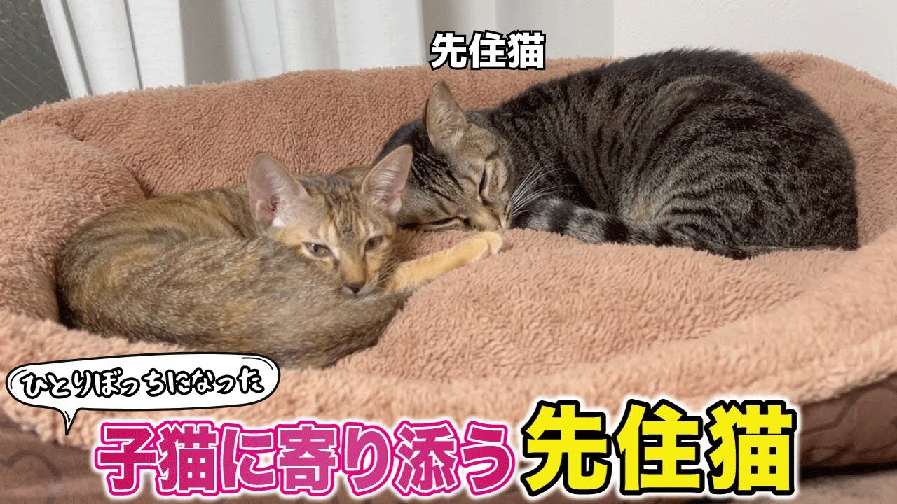 兄弟猫が旅立ち、ひとりぼっちになった子猫にそっと寄り添う優しい先住猫