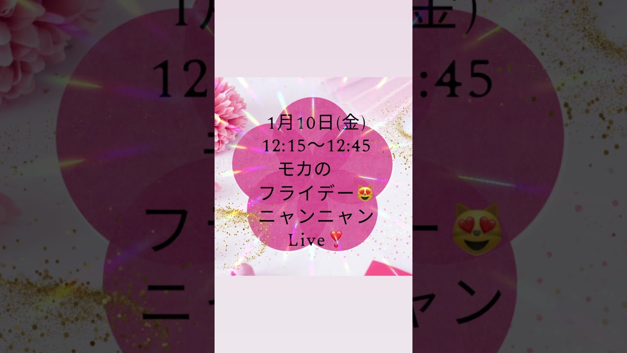 1/10 金曜日12:15〜#サイベリアン の#子猫 ご紹介ライブ。日テレズームインサタデー放送記念😻7万円割引開催😻もし皆様が抱っこができる子猫をお探しなら、ロイヤルキャッツがお勧めです❣️