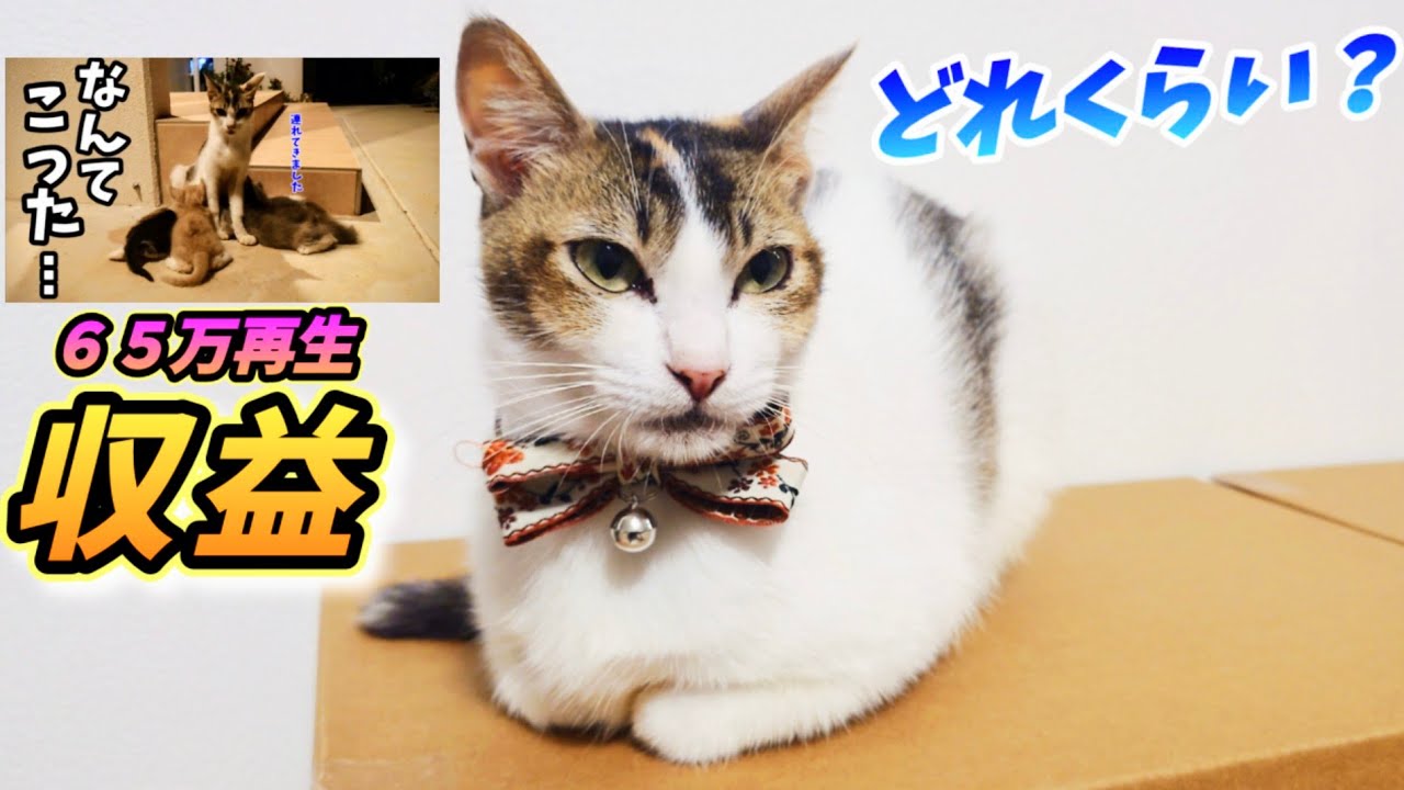 祝・猫達の初収益が入りました！ 応援して下さった皆様、本当にありがとうございます！