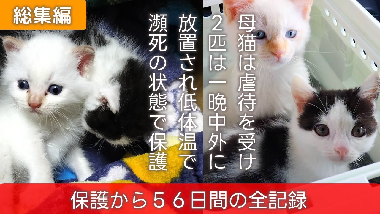 【虐待・保護猫　総集編】母猫は虐待で皮膚を引き裂かれ、生後2週間の子猫2匹は一晩寒い外に放置され瀕死の状態からの保護。56日間の全記録まとめ