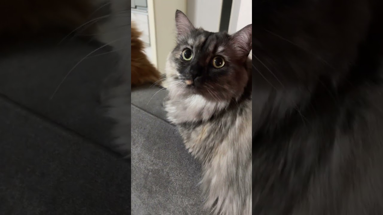 【猫の日常】パパが動き回ってるニャ！ #猫#マンチカン#cat #猫好き#猫好きさんと繋がりたい