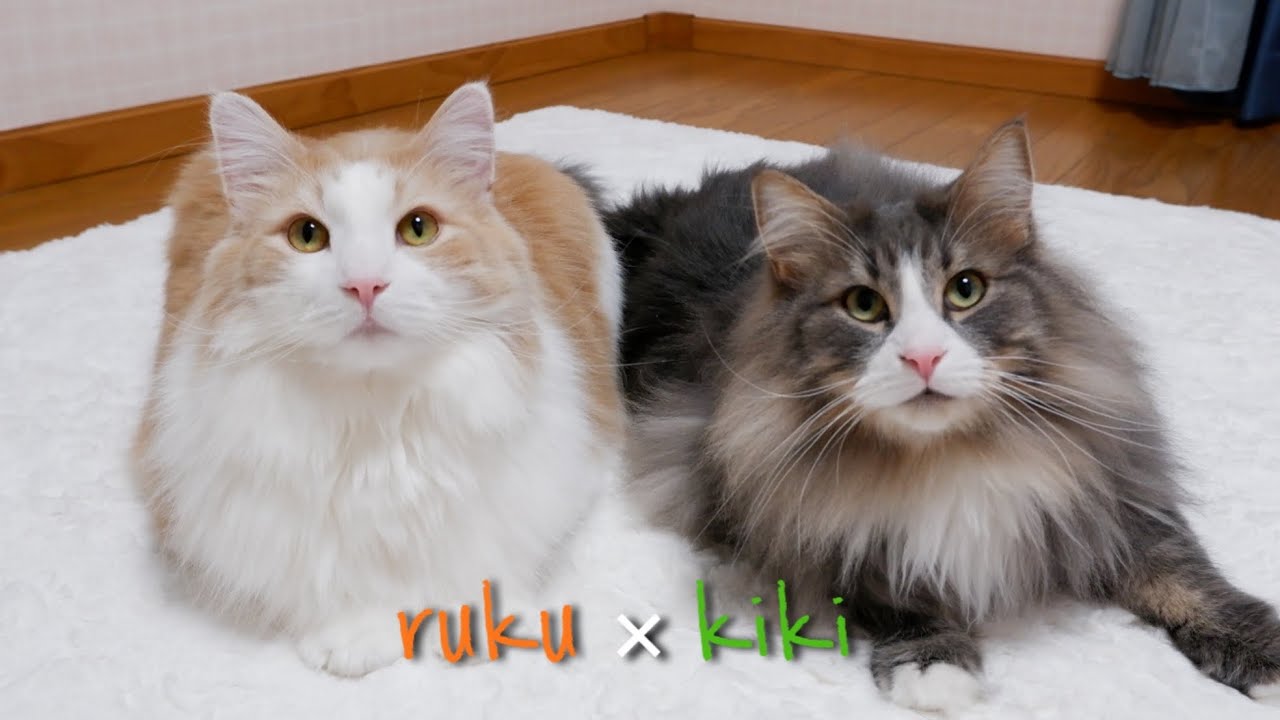 【片想いペア】ノルウェージャンフォレストキャットの鬱陶しい愛がかわいい！！