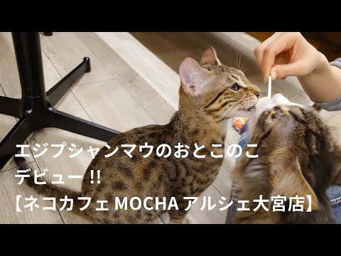 シン·ネコカフェ通信〜第105回「エジプシャン・マウの子猫お店デビュー」2025年1月11日デビュー、2024年9月7日生まれ【ネコカフェMOCHAアルシェ大宮店】※字幕入