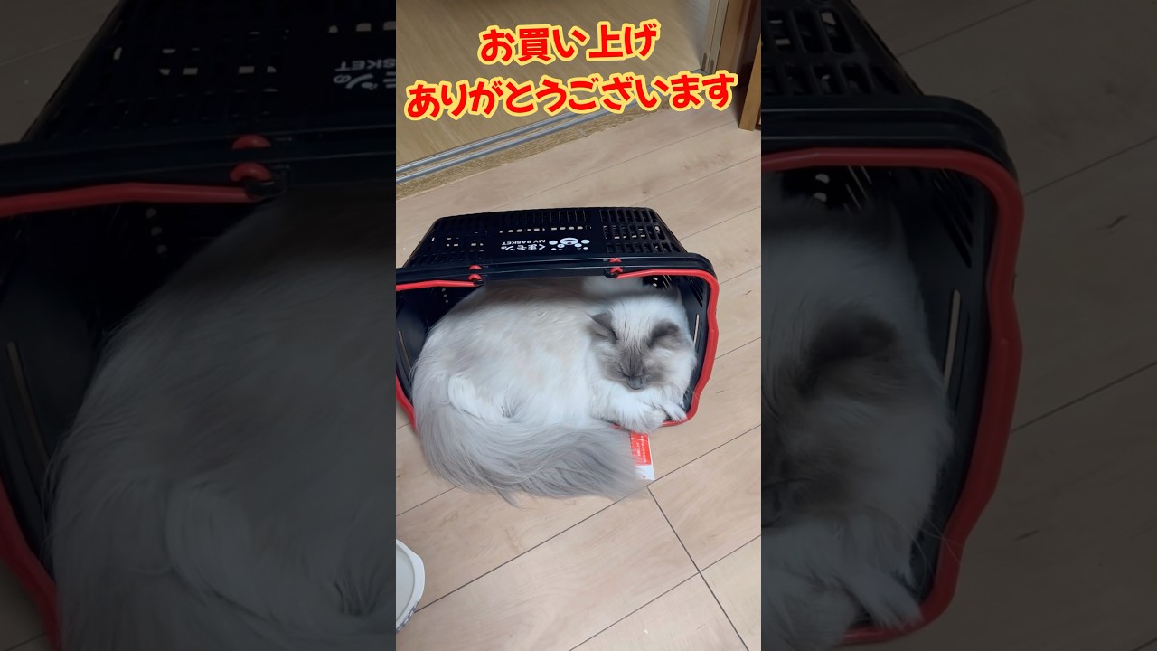 お買い上げシールを貼られた猫　もふもふサイベリアン