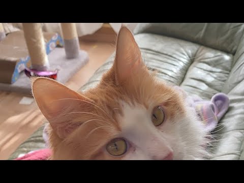 朝の猫タイム【マリー（メインクーン）】