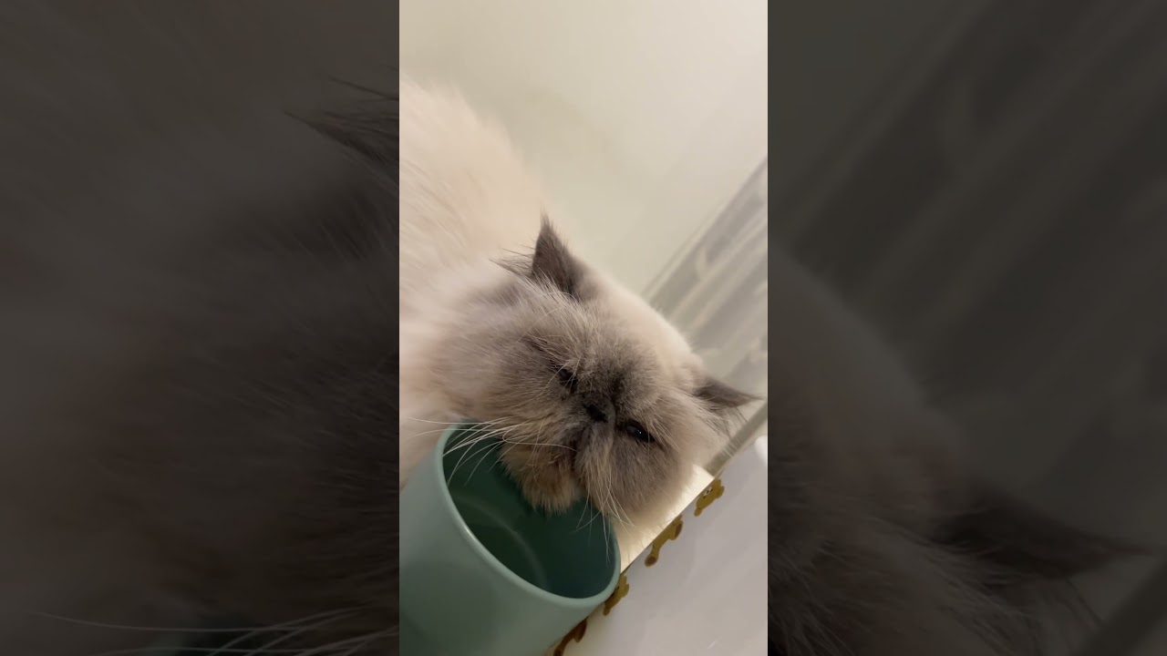 🙀💕🐱かわいすぎる〜!マグカップにゃんと猫ちゃん😽