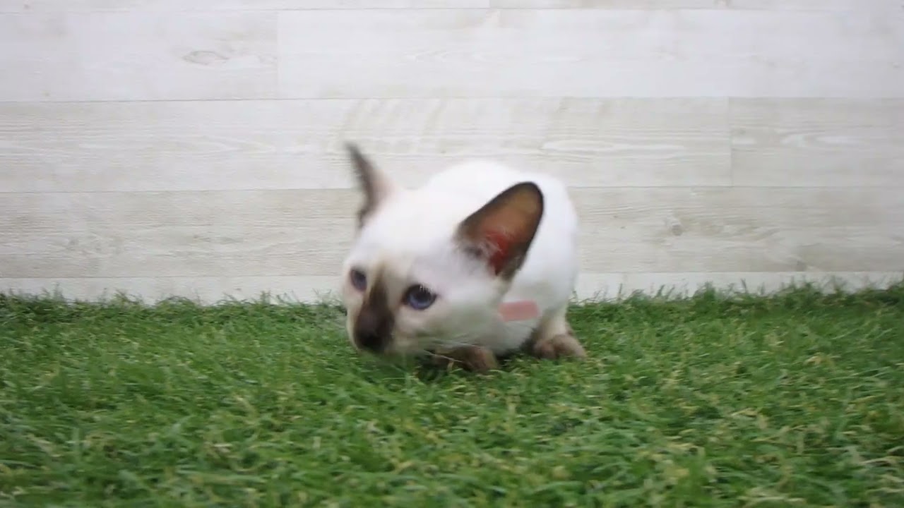 Coo&RIKU　No00703665 トンキニーズ