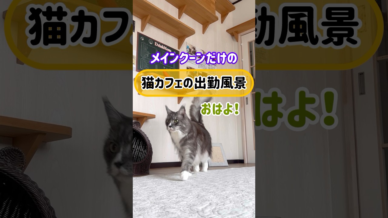 メインクーンだけの【猫カフェの出勤風景】#cat #cooncat #mainecoon #もふもふ