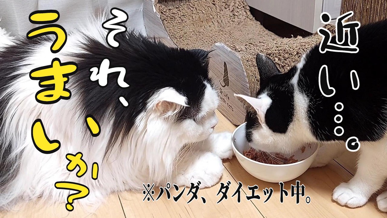 売れ残ったスコティッシュを迎えたら12年後...大食いのパンダに成長しました！