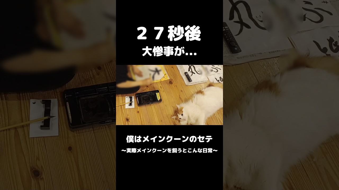 娘の魂の叫び... #メインクーン #猫のいる暮らし #mainecoon #cat