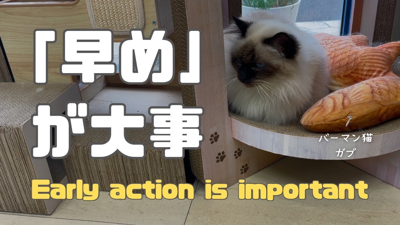 バーマン猫ガブとラフ【「早め」が大事】Early action is important（バーマン猫）Birman/Cat