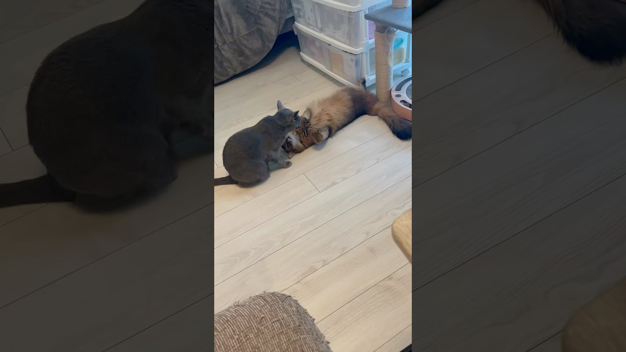 おててでちょんちょん #ロシアンブルー #ソマリ #猫のいる暮らし