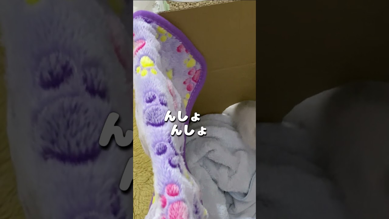 次男を見つけた途端ダッシュで近寄ってくる赤ちゃん猫