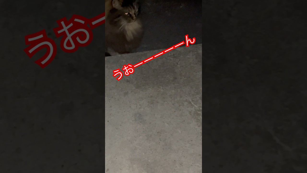 ゴージャスさんと勝手に対マンはる猫😸#cat#shorts #対マン